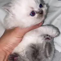 گربه|گربه|بجنورد, |دیوار