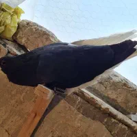 کفتر چپ راست