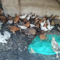 مرغ محلی5ماهه و جوجه مرغ گلپایگانی