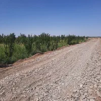 باغ زرد آلو و گوجه سبز|فروش زمین و ملک کلنگی|قم, آزادگان|دیوار