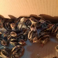 جوجه بلدرچین