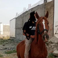 مادیان گم شده