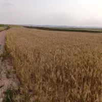 گندم بذری تنی پنجا