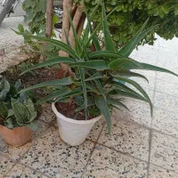 گل طبیعی|گل و گیاه طبیعی|اصفهان, اندوان|دیوار