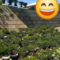 فروش بن سای میخک