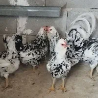 مرغ گلین بدون عیب وایرادچهارعدد