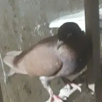 تعداد ۸ کبوتر