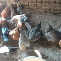 باسلام بیستا مرغ و خروس یکساله تخمی|حیوانات مزرعه|تربتحیدریه, پائین ولایت|دیوار