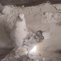 دو عدد دوکت نر