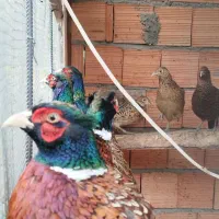 فروش مرغ و خروس آمریکایی|حیوانات مزرعه|چمستان, |دیوار