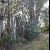 چوب در باغات|عمده‌فروشی|نوشین شهر, |دیوار