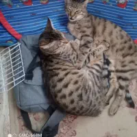 واگذاری ۴ گربه|گربه|اردبیل, |دیوار