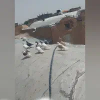کبوتر کفتر