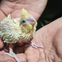 جوجه عروس سرلاکی و مرغ عشق قفسی