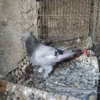 کبوتر طوق الماسی،سینه ای،سبز دم سفید