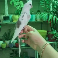 عروس هلندی آلبینو دو کت