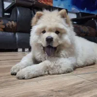 چاوچاو پسر خشگل جنسیت زبون بنفش|سگ|صومعه‌سرا, |دیوار