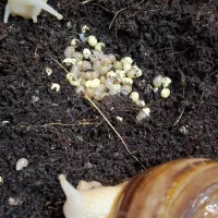 حراج حلزون آچاتینا مولد تخم گذار درجه یک