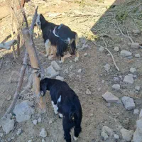 بز با کره نر|حیوانات مزرعه|هامون, |دیوار