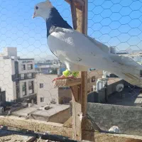 کفتر طوقی سیاه کاکلی