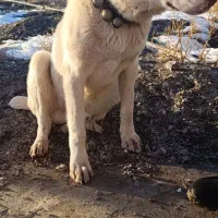 سگ گله|سگ|قلندر آباد, |دیوار