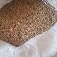عدس تازه
