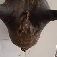 هیزه دومنی سالم