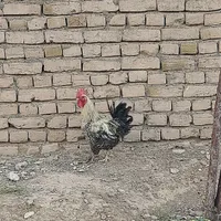 بوقلمون با خروس گلین|حیوانات مزرعه|تربت‌حیدریه, پایانه مسافربری تربت حیدریه|دیوار