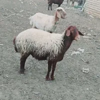 دوتا گوسفند ماده|حیوانات مزرعه|فراغی, |دیوار