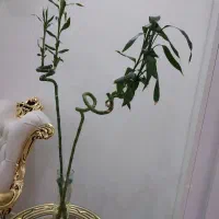 گل بامبو سالم و سبز پرریشه