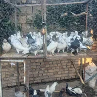 کبوتر تکپر ساعتی|حیوانات مزرعه|تاتار علیا, |دیوار