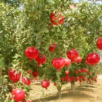 باغ انارساوه