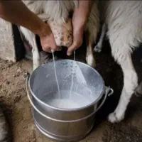 شیروماست گوسفندی