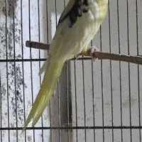 عروس هلندی دوکت لوتینو نر