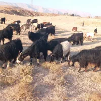 بز کهره دار جوان|حیوانات مزرعه|صدرا-فارس, فاز ۱|دیوار