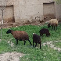 میش بره|حیوانات مزرعه|لالجین, |دیوار