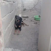 سگ رووت فایلدرماده|سگ|جیرفت, |دیوار