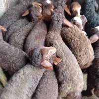 43راس گوسفند میش با بره