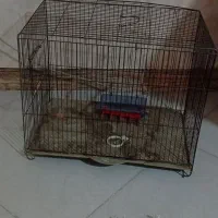 قفس قناری