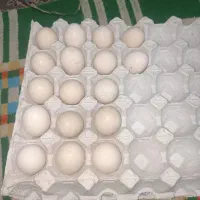 فروش تخم مرغ ایام سانی نطفه دارومولدها