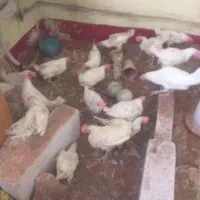 مرغ تخم گذار موجود است