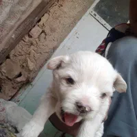 توله پاکوتاه|سگ|کنگاور, |دیوار