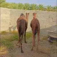هاشمی نر و ماده|حیوانات مزرعه|سیب و سوران, |دیوار
