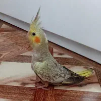 ۳تاعروس ۳ماهه