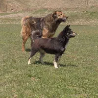 سگ گله