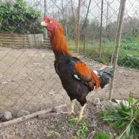 خروس لاری|حیوانات مزرعه|لنگرود, |دیوار