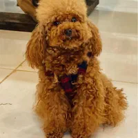 توی پودل یا پودل عروسکی جهت خرید و جفت|سگ|شیراز, آزادگان|دیوار