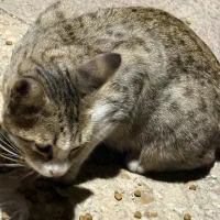 گربه دی اس اچ