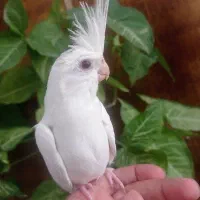 عروس هلندی البینو