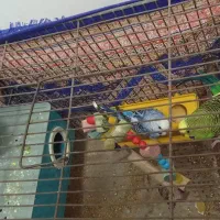 مرغ عشق دو جفت|پرنده|چاراویماق, |دیوار